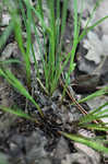 Thorne's sedge